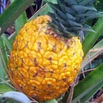 Как вырастить ананас дома