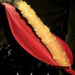 anthurium red beauty