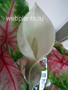 caladium bicolor rosebud