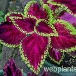coleus violet tricolor