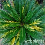 cycas revoluta variegata