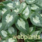 cyclamen hederifolium