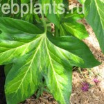 fatsia japonica annelise
