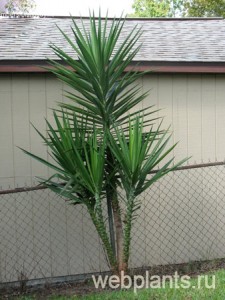yucca guatemalensis