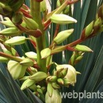 yucca recurvifolia